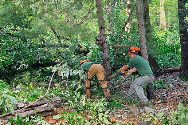 Best Affordable Tree Service  in USA